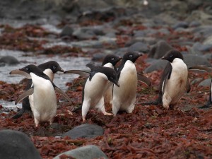 Adelie Pinguine