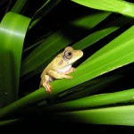 Frosch_urwald_peru