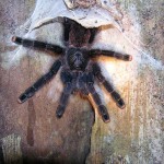 Spinne_urwald_peru