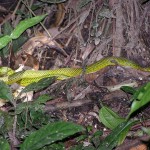 Schlange_Urwald