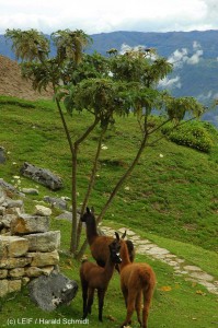 lamas_peru