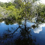 amazonas