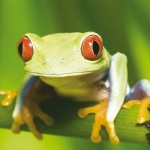 gruenerfrosch-costa-rica1 gruenerfrosch-costa-rica1