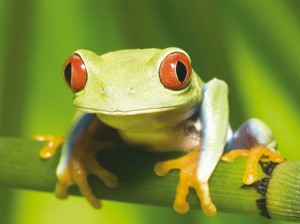 gruenerfrosch-costa-rica1