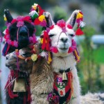 geschmueckte alpacas