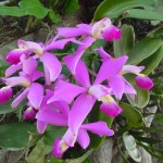 orchidee