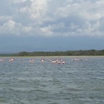 Flamongos Laguna de Oviedo