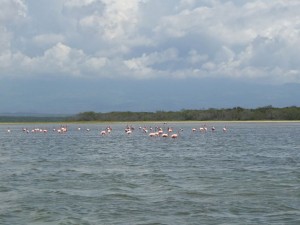 Flamongos Laguna de Oviedo