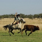gaucho