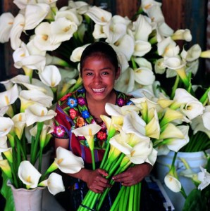 Blütenträume aus Guatemala.