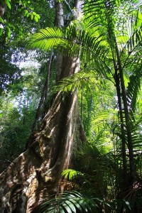 Corcovado Nationalpark