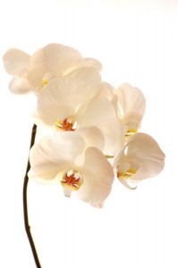 Orchidee