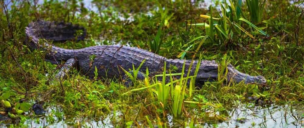 Alligator in den Iberá Sümpfen
