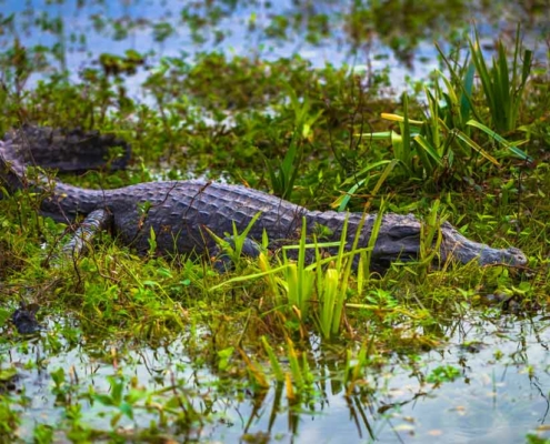 Alligator in den Iberá Sümpfen