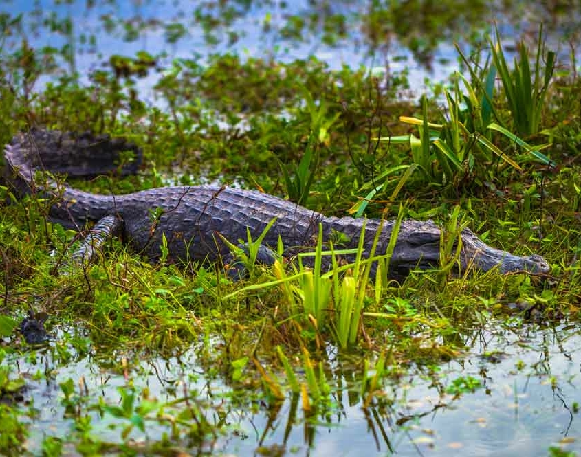 Alligator in den Iberá Sümpfen