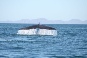 Walfluke