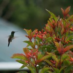Panama_Kolibri
