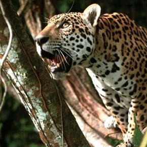 Sierra del Divisor: Neuer Nationalpark in Peru