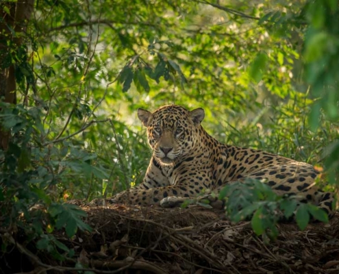 Jaguar im Wald