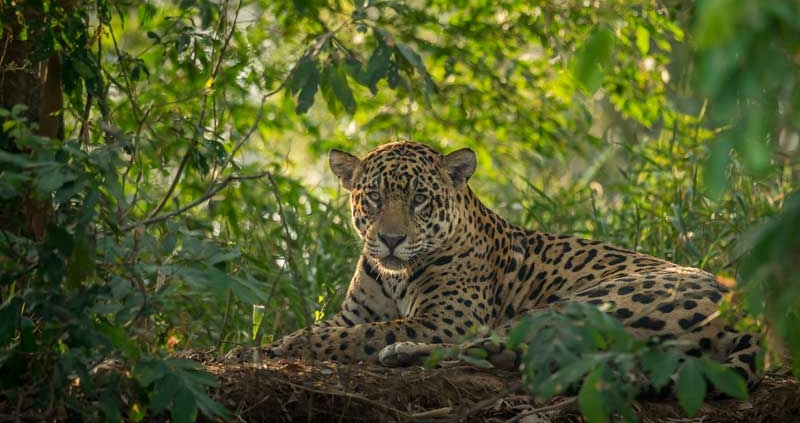 Jaguar im Wald