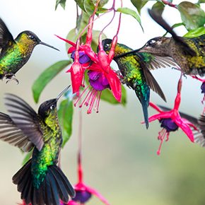 Vogelbeobachtung in Costa Rica: Neue Route