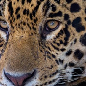 Pantanal Expeditions-Tour