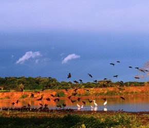 Das Pantanal