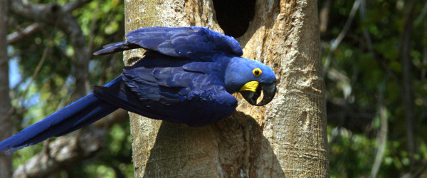 Tiere beobachten im Pantanal - der Hyazinth-Ara.