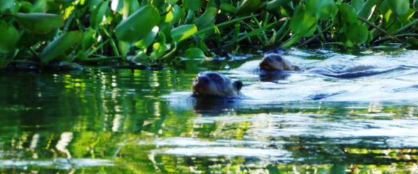 Schwimmende Riesenotter im Pantanal.