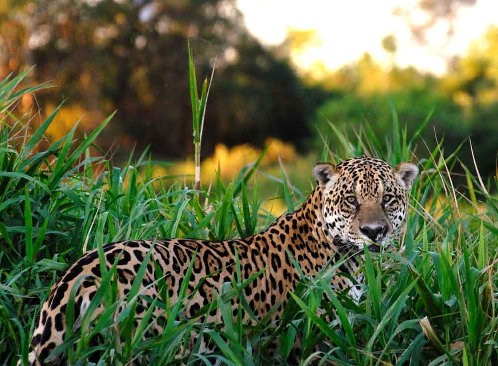 Jaguar im Gras - Pantanal Brasilien