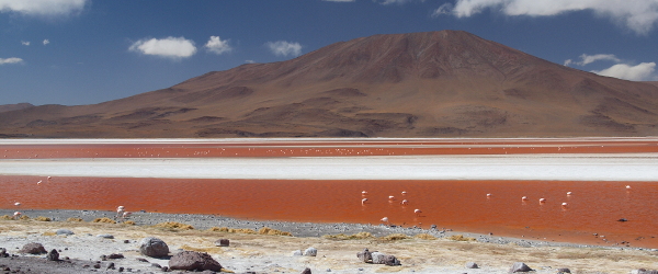 Flamingos in der Laguna Colorada