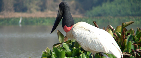 Einer der Vögel des Pantanals: der "Jabiru"