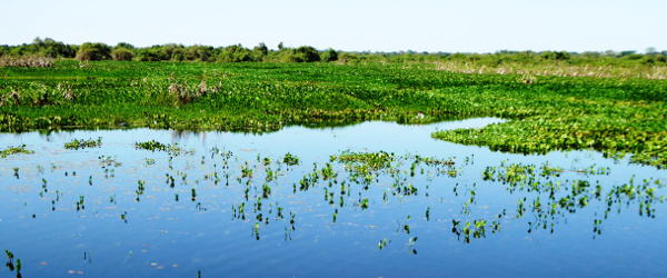 Die Landschaft des Pantanals ist so außergewöhnlich wie abwechslungsreich