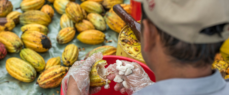 Das Herausholen der Kakaobohnen aus der Frucht