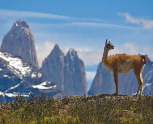 Guanuko in Patagonien Torres del Paine Nationalpark