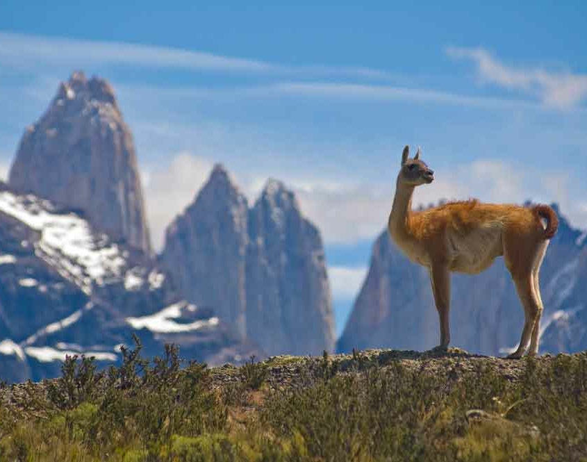Guanuko in Patagonien Torres del Paine Nationalpark