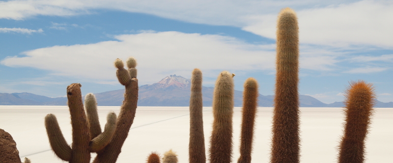 Die Isla Incahuasi in der Uyuni-Salzwüste