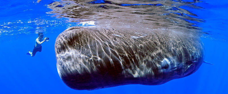 Wale beobachten auch unter Wasser