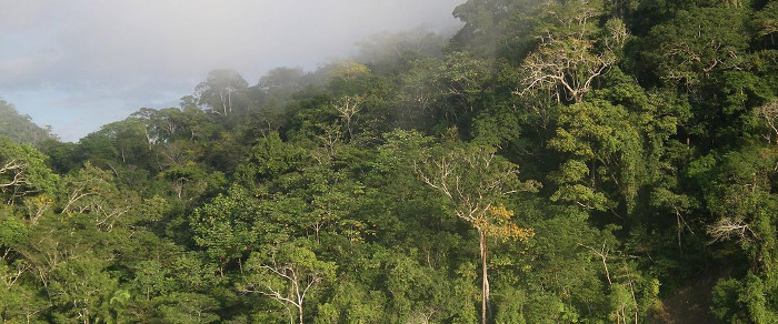 Der Madidi-Nationalpark