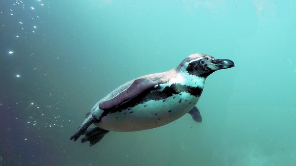 Der Humboldt-Pinguin unter Wasser