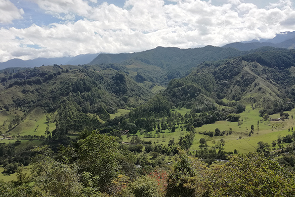 Blick auf die Kaffeeplantagen von Salento