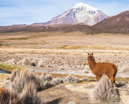 Bolivien Alpakas