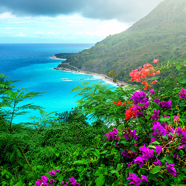 Eine Aufnahme einer Insel in der Dominikanischen Republik mit lilanen und roten Blumen im Vordergrund und dem Meer und der Insel im Hintergrund