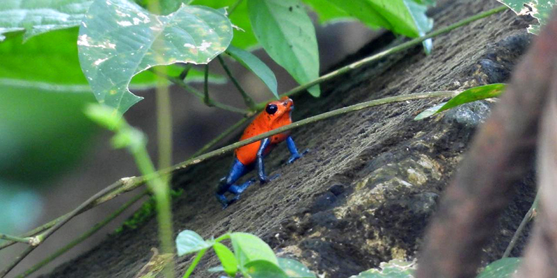 Aufnahme des Blue Jeans Frogs