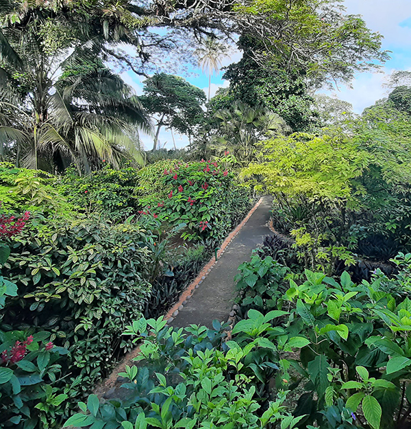 Weg durchs Grüne in Panama