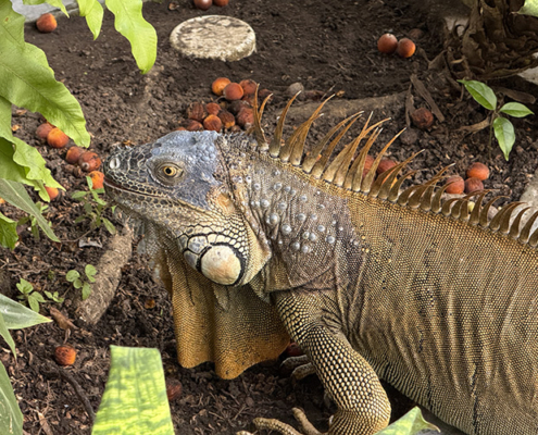 2025-costa-rica-manuela-img22