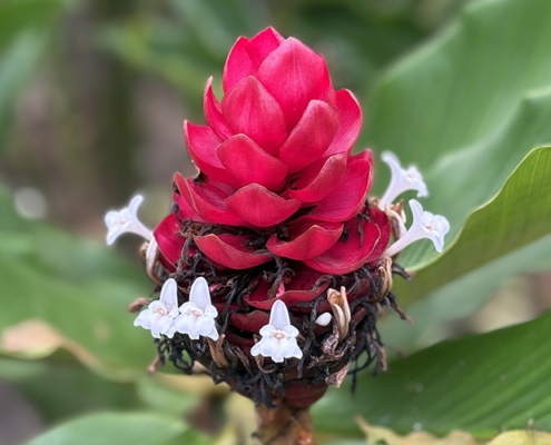 2025-costa-rica-manuela-img23