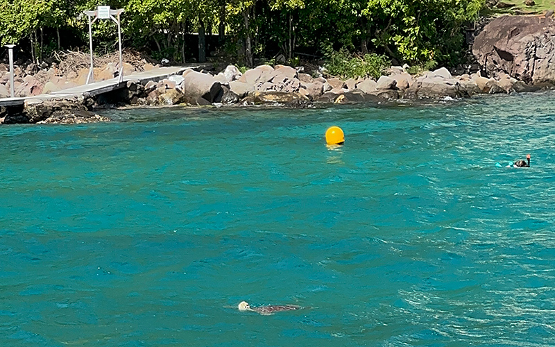 meeresschildkroete-martinique