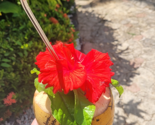 Kokosnuss Welcome Taveuni Tides Reach Resort